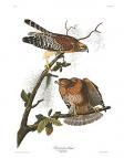 Red-shouldered Hawk